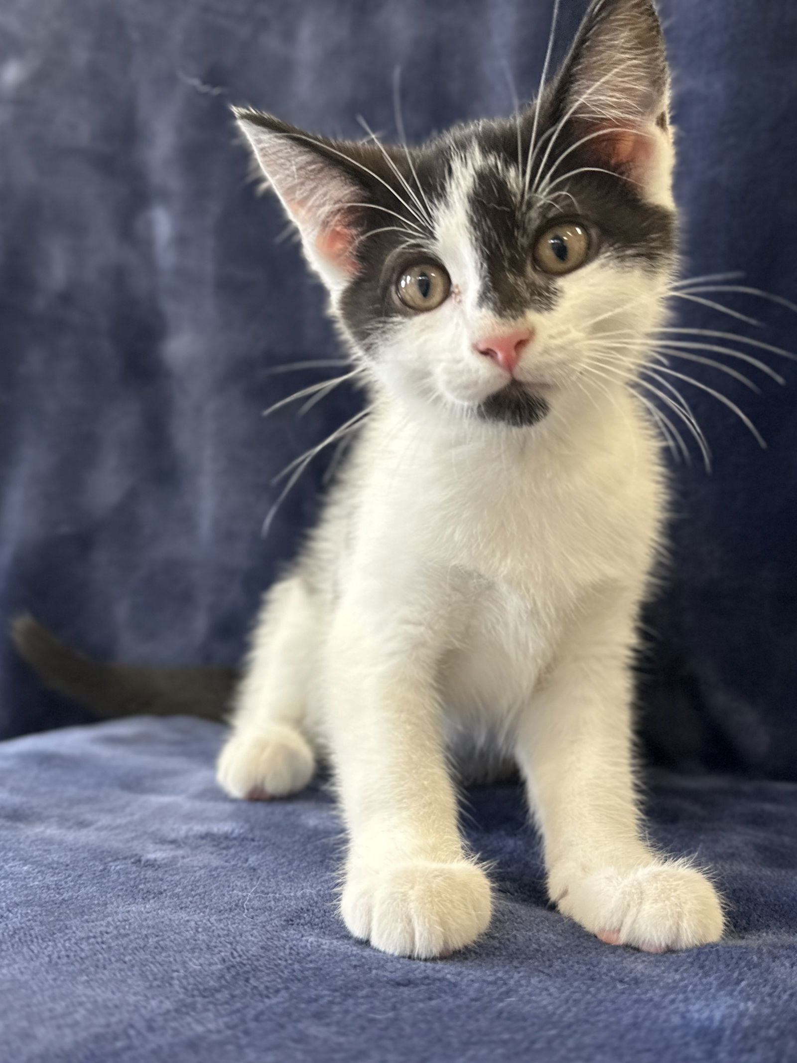 Calvin - MEET ME @ PETCO 7/5!