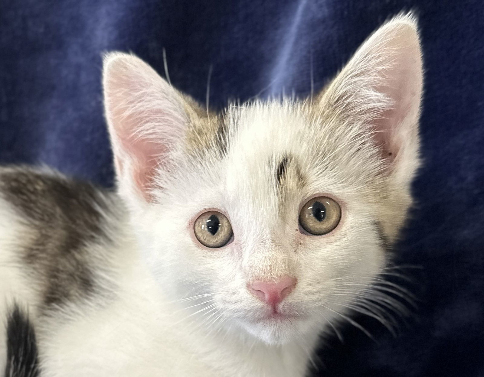 Chester - MEET ME @ PETCO 7/5!