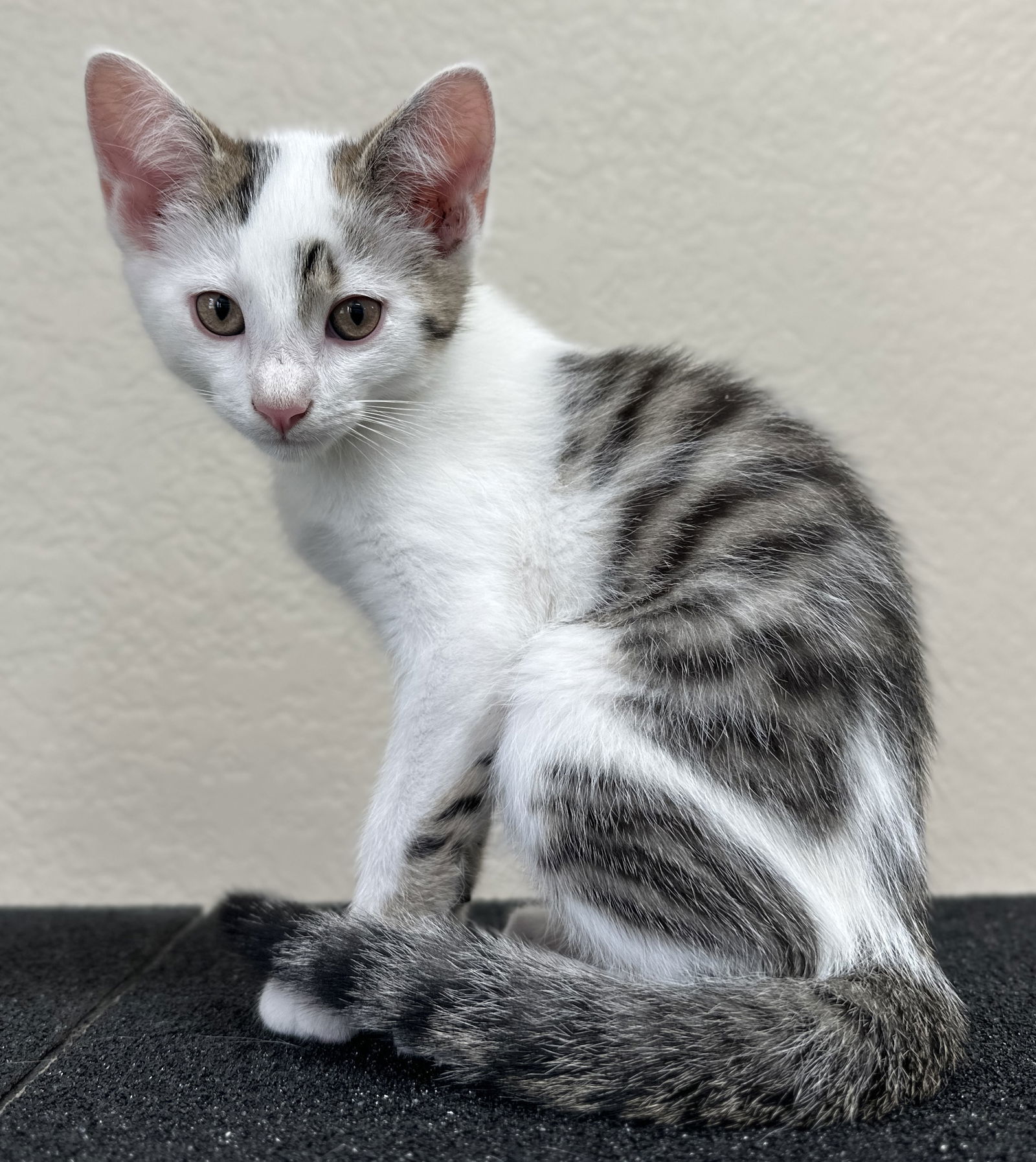 Chester - MEET ME @ PETCO 7/5!
