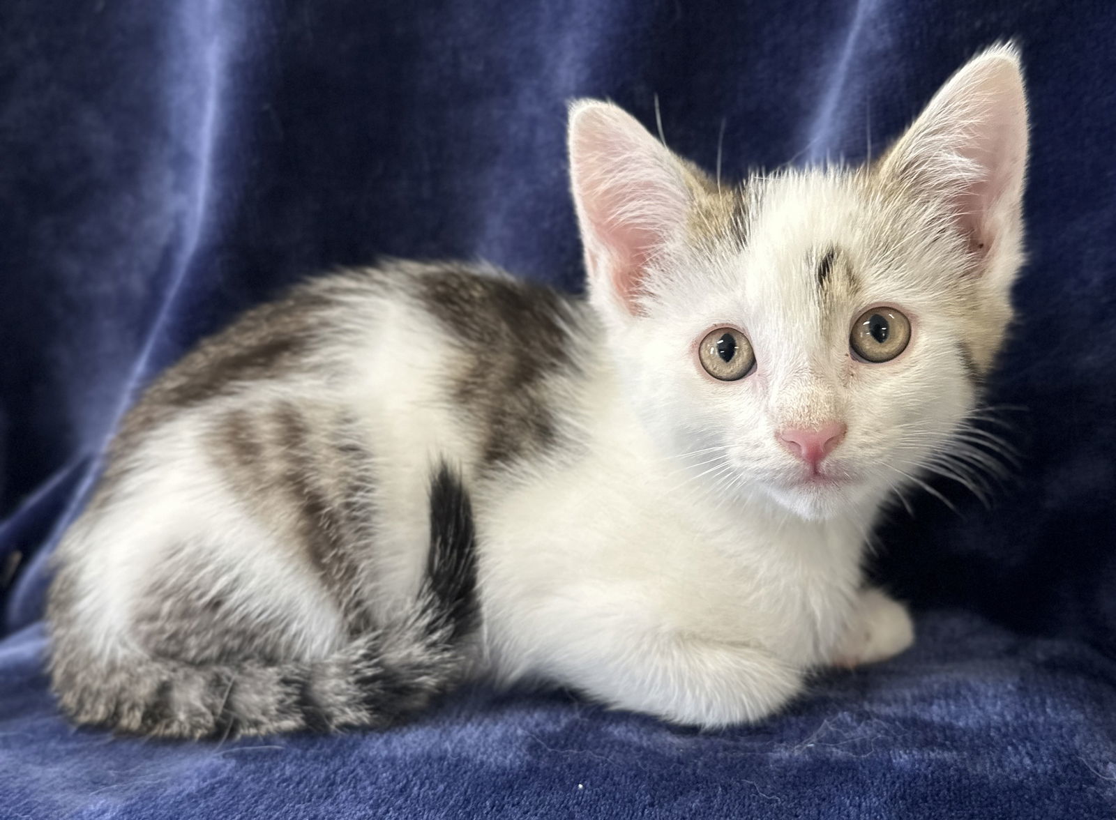 Chester - MEET ME @ PETCO 7/5!