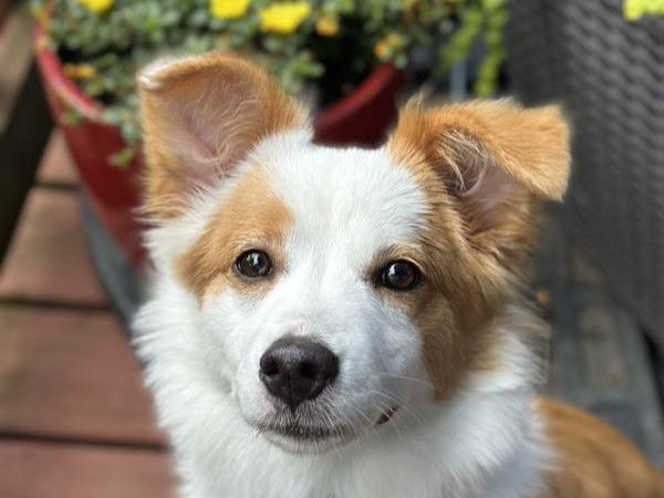 Pixie - MEET @ PETCO 7/5!