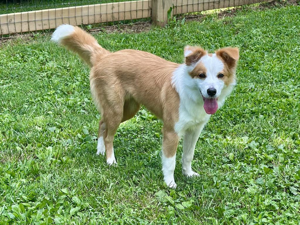 Pixie - MEET @ PETCO 7/5!