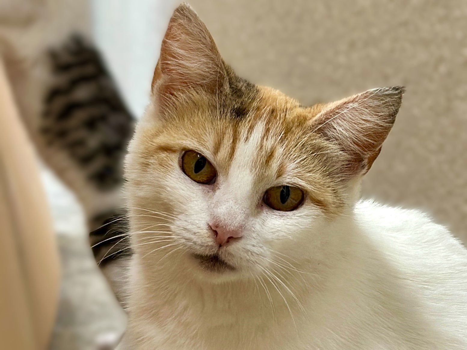 Nala - I'm a Mouser Cat!