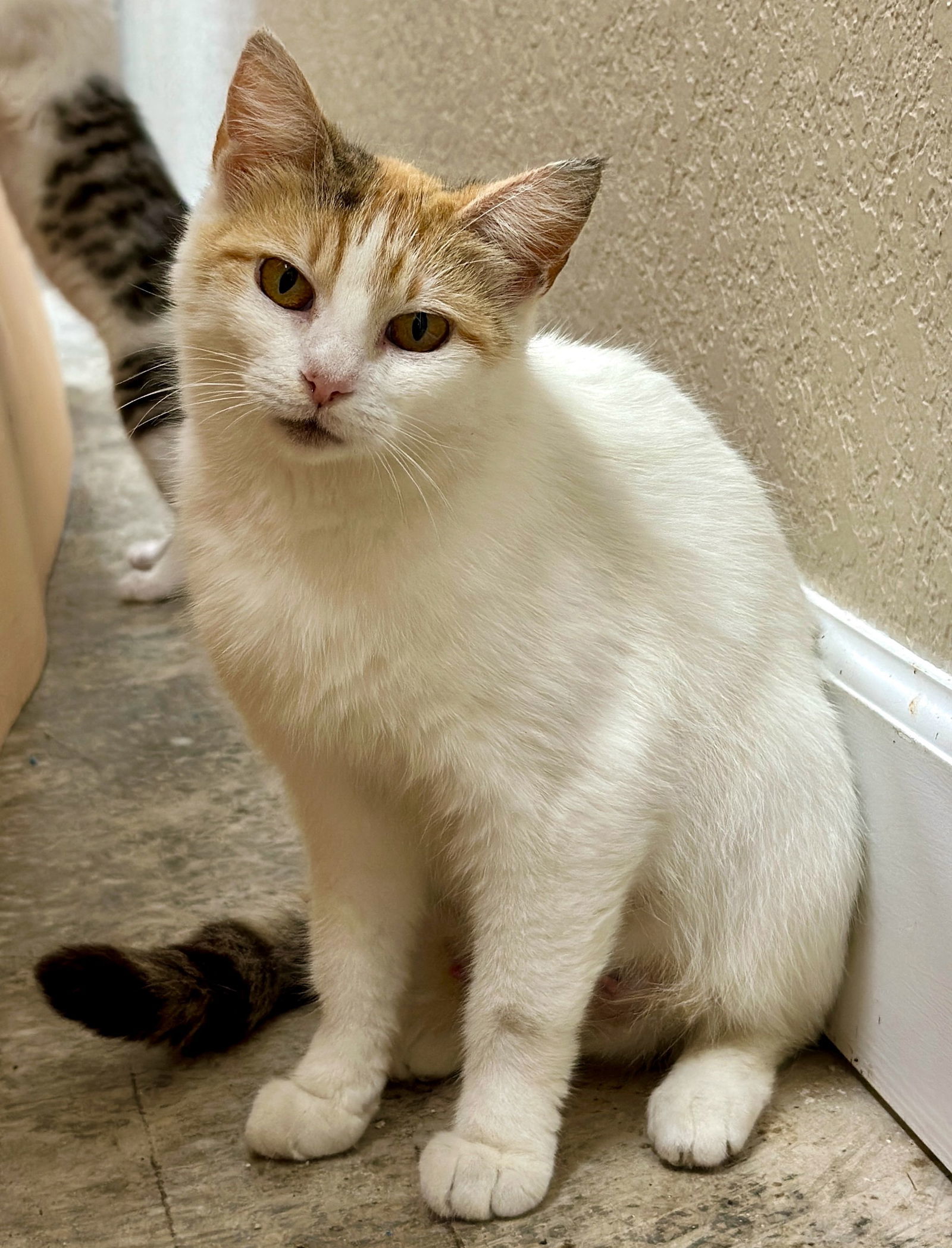 Nala - I'm a Mouser Cat!