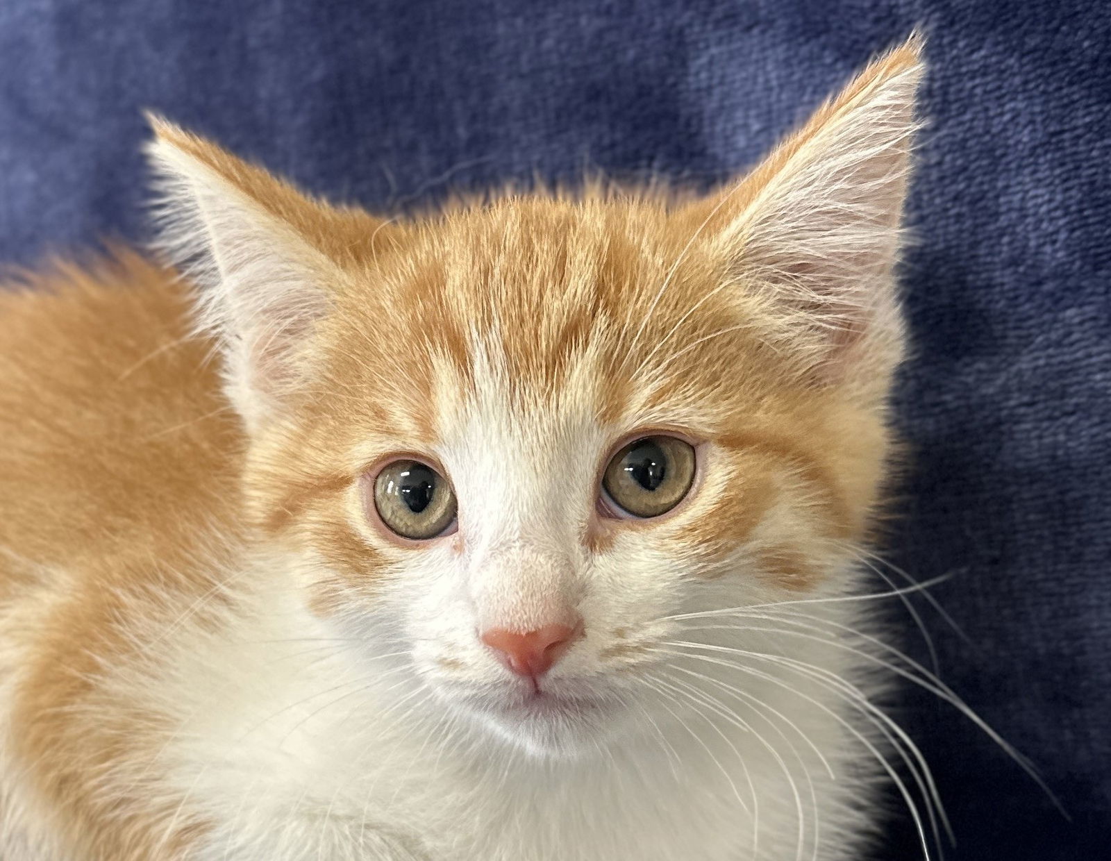 Penny - MEET ME @ PETCO 7/5!
