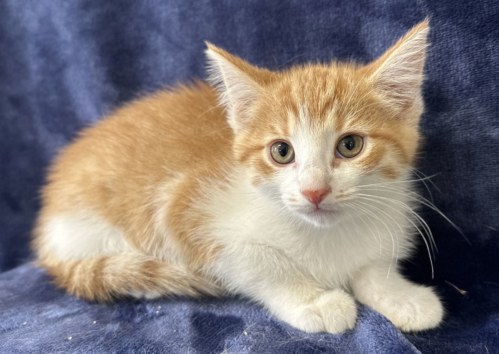 Penny - MEET ME @ PETCO 7/5!