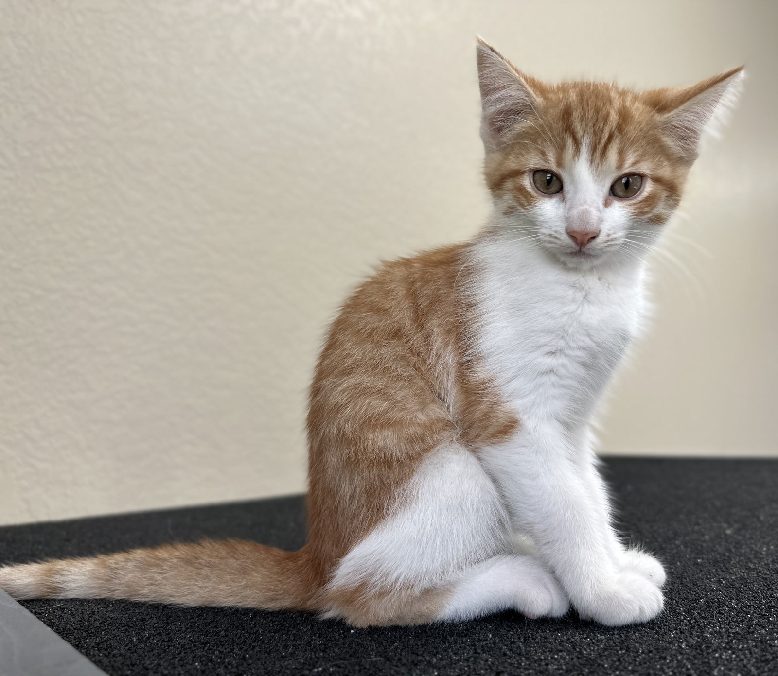Penny - MEET ME @ PETCO 7/5!