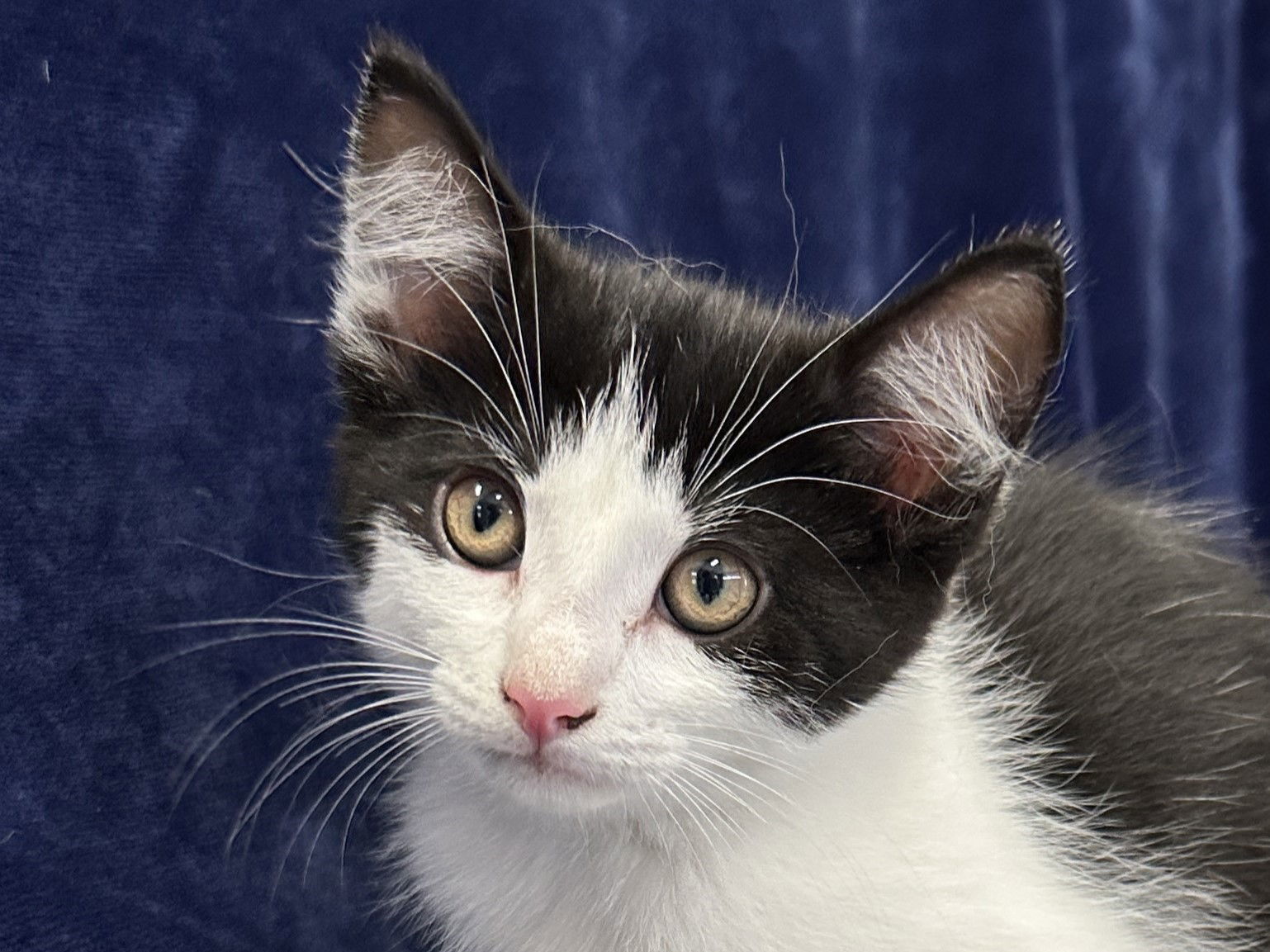 Oscar - MEET ME @ PETCO 7/5!