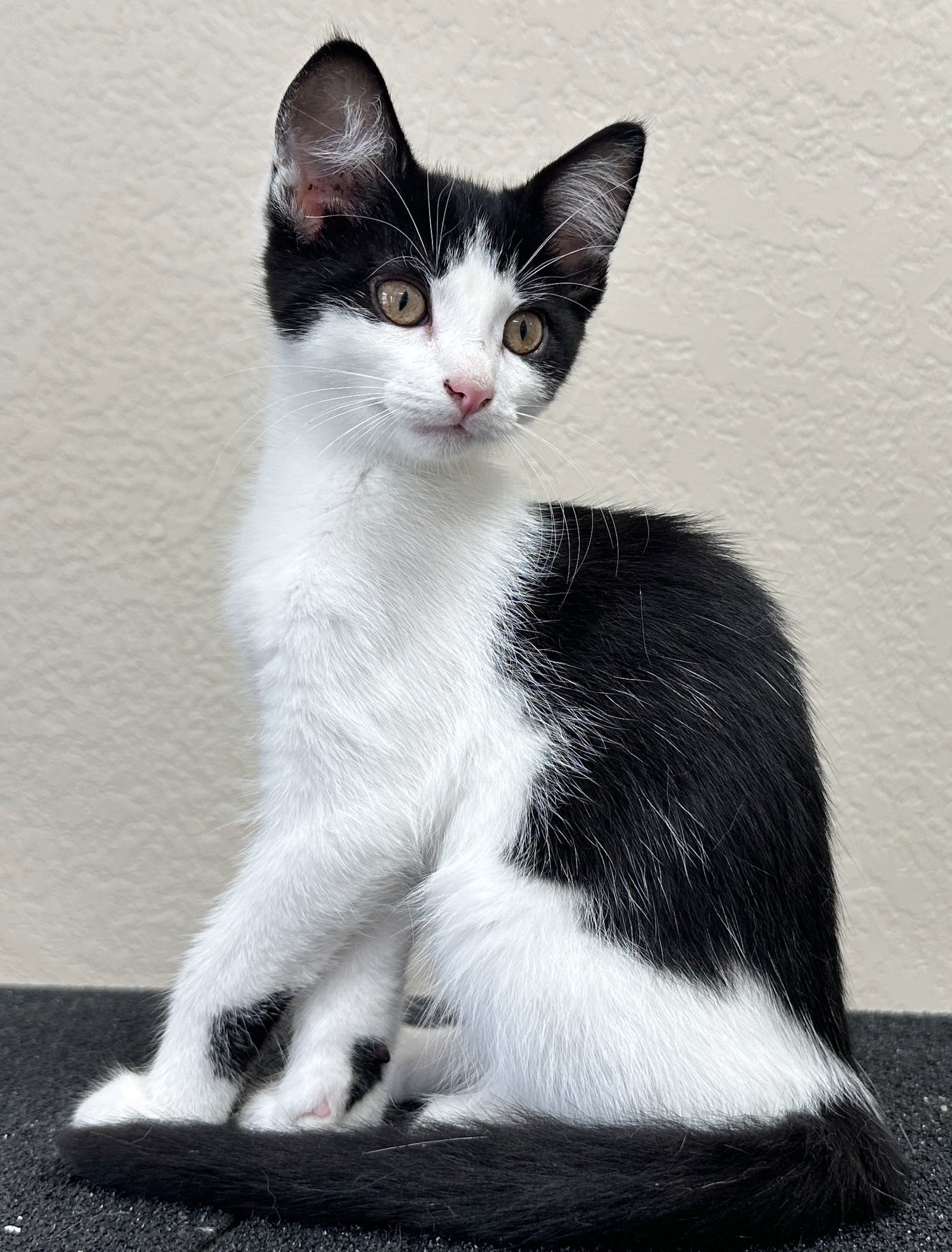 Oscar - MEET ME @ PETCO 7/5!