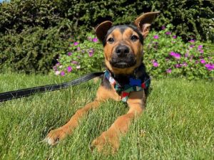 Meet Scout This sweetie pie was found all by herself in a rural area Were not sure what happened 