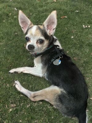 Meet Popi This little senior boy is around 12-13 years old His owner passed away and Popi found hi