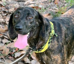 BEVERLY, Young Female Plott Hound