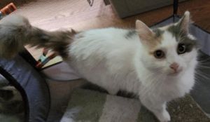 Marsha May, Young Female Domestic Medium Hair