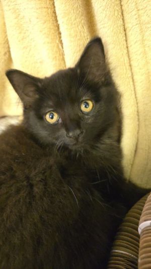 Lilo, Baby Female unknown