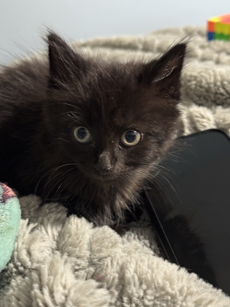 Gizmo '25