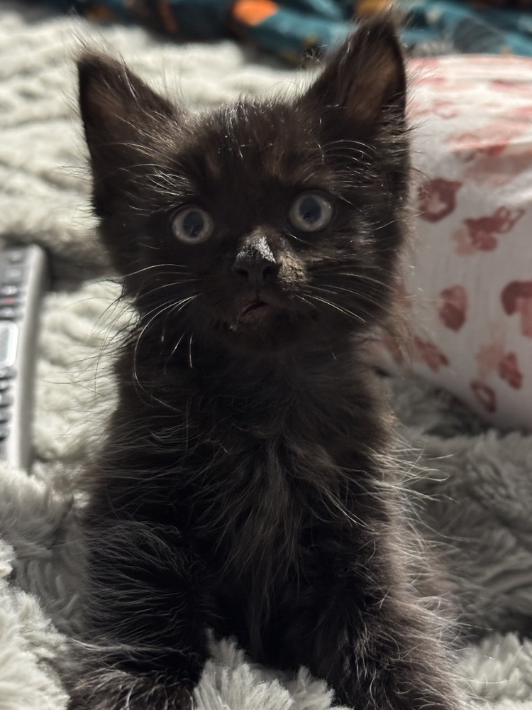 Gizmo '25
