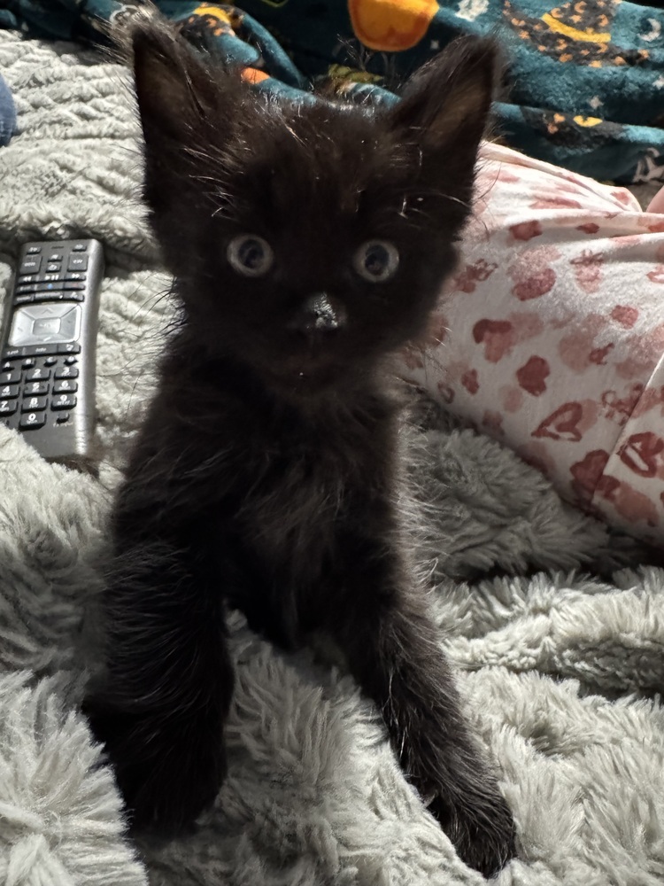 Gizmo '25