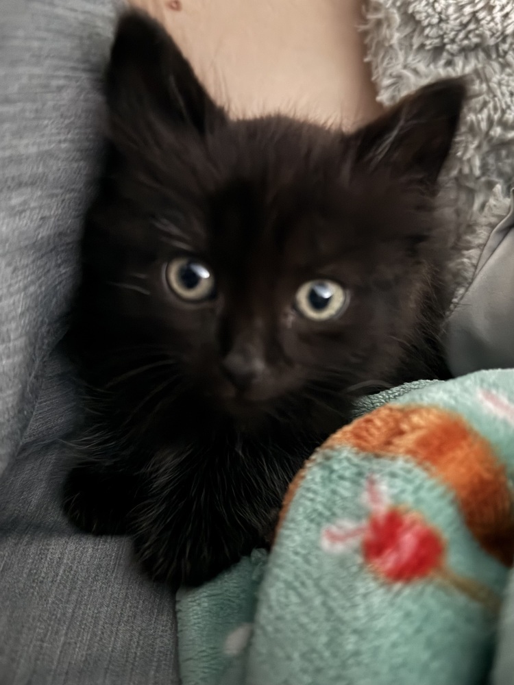 Gizmo '25