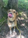 Ruger photo 1