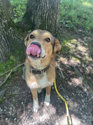 Ruger, Adult Male Anatolian Shepherd