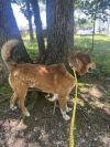 Ruger photo 2