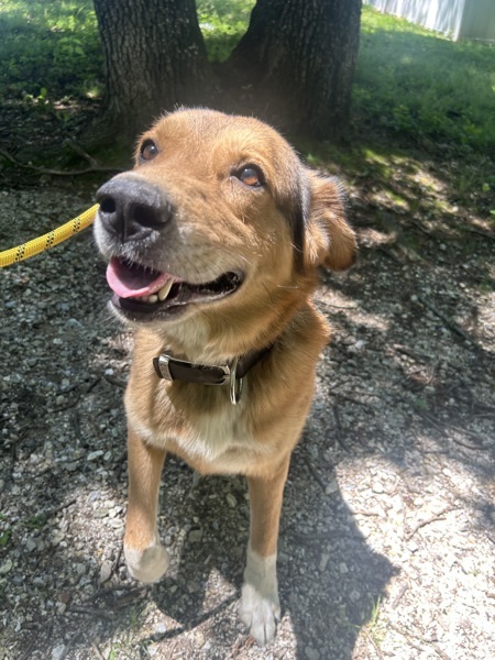 Ruger