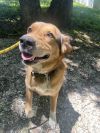 Ruger photo 3