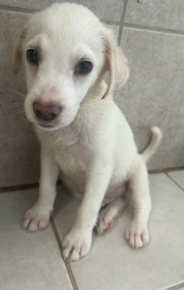 Lennon