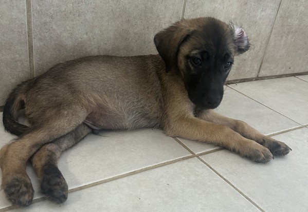 Jovi
