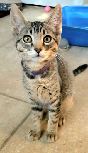 Potato, Baby Male Domestic Long Hair
