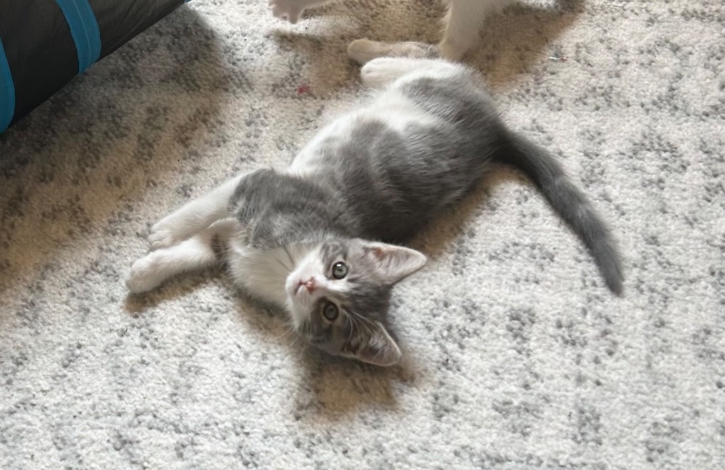 Finn