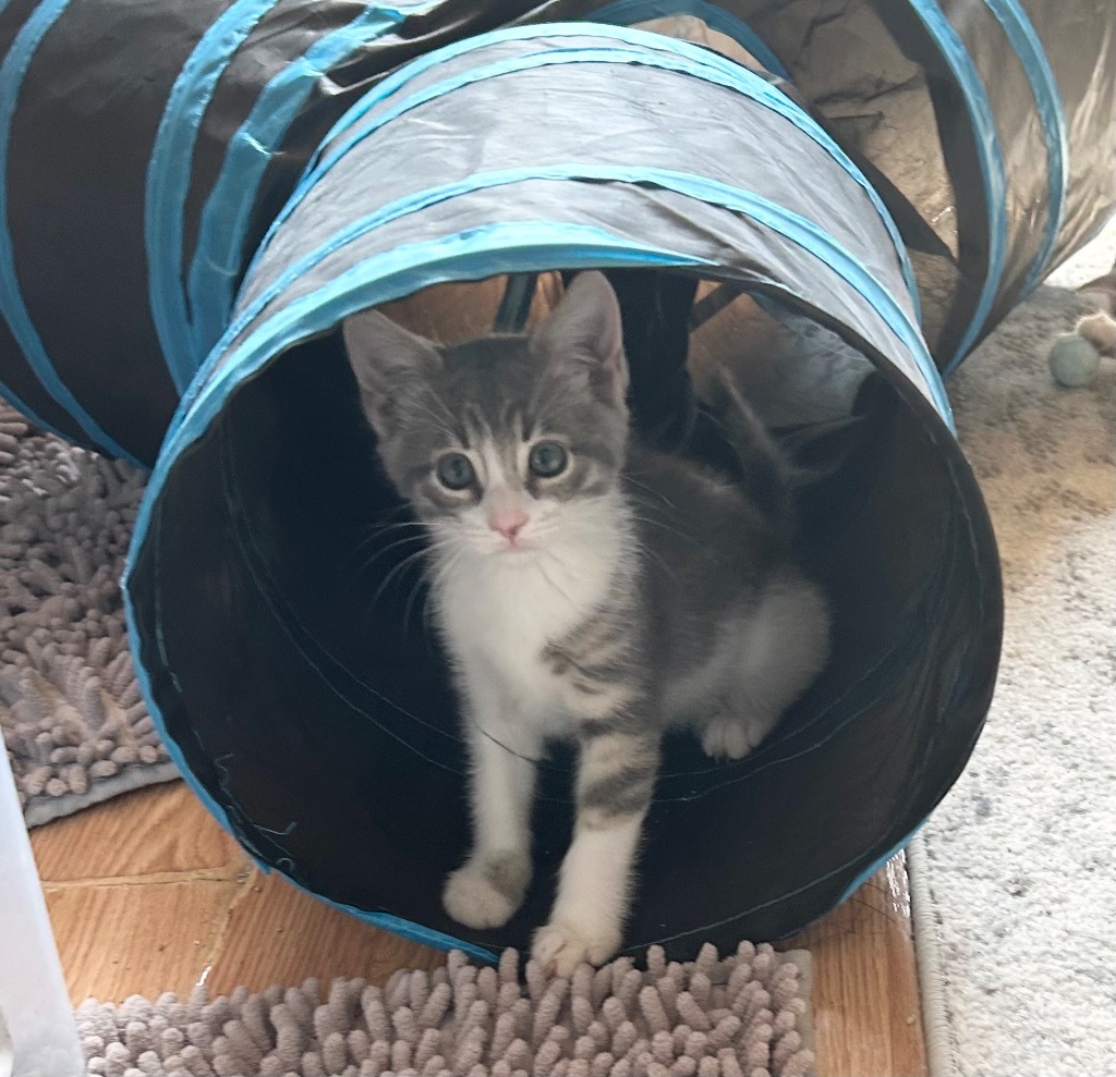 Finn