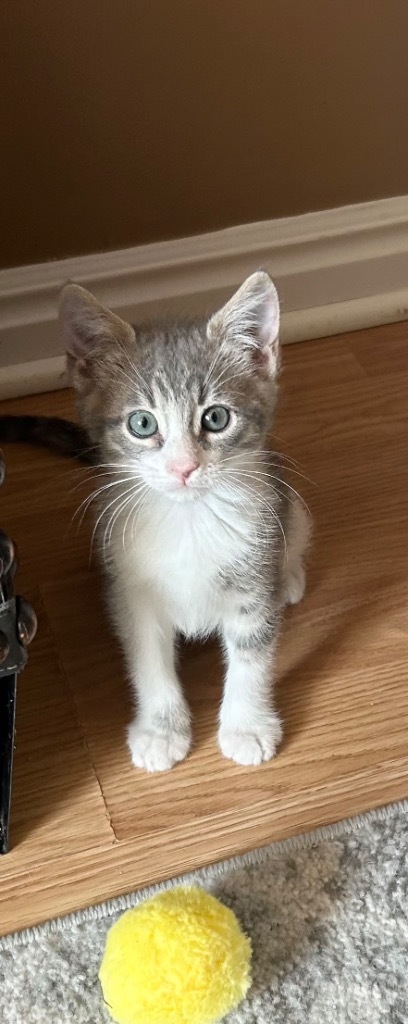 Finn