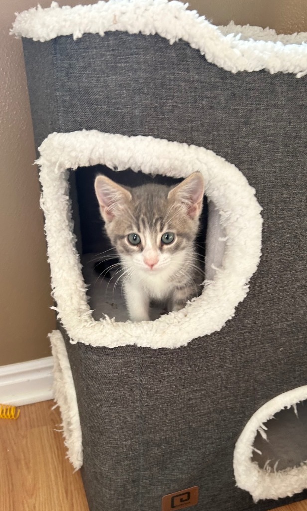 Finn