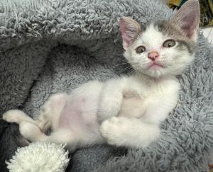 Quick Fire Domestic Short Hair Cat
