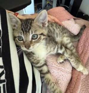 Limelight is a typical kitten that loves to run and play He can be a bit unsure about new people
