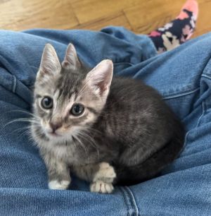 Rhythmic Blue is part of our Hydrangea litter He is adventurous and loves to climb He will even cl