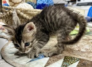 Please visit our website wwwmotleyzoorescueorg to learn more about this amazing pet and to see oth