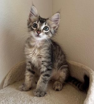 Please visit our website wwwmotleyzoorescueorg to learn more about this amazing pet and to see oth