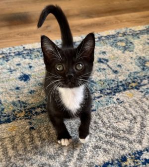 Jetstream is a darling tuxedo girl who likes to play and snuggle She must be adopted with her broth