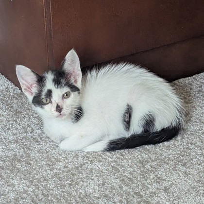 Porter Pounce