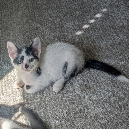 Porter Pounce
