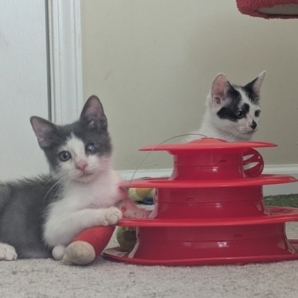 Porter Pounce