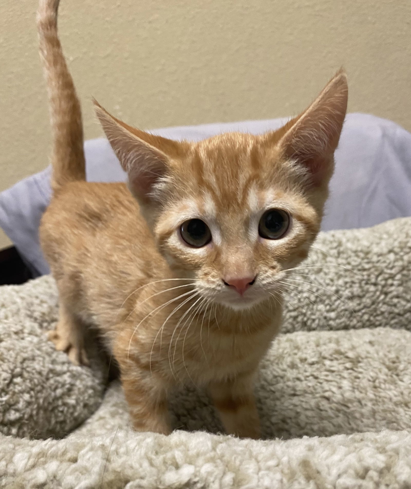 Garfield ( KT)