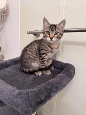 Tommy, Young Male Tabby
