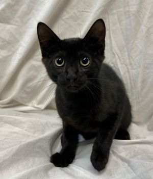 Kevin, Baby Male Domestic Short Hair