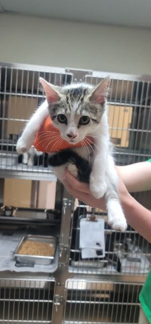 Kiara, Baby Female Domestic Short Hair