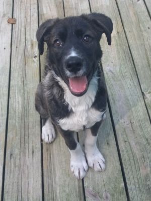 Knox, Young Male Labrador Retriever