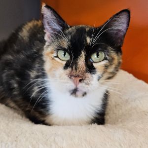 Chelley, Adult Female unknown