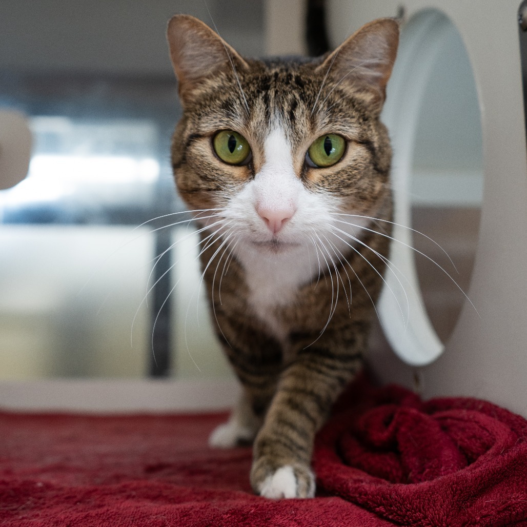 Mertle, an adoptable Domestic Short Hair in Cheyenne, WY, 82007 | Photo Image 1